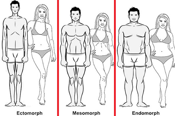 Эктоморф, мезоморф, эндоморф (мужчина и женщина)